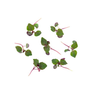 Cięte Mikro - Shiso Bi-color