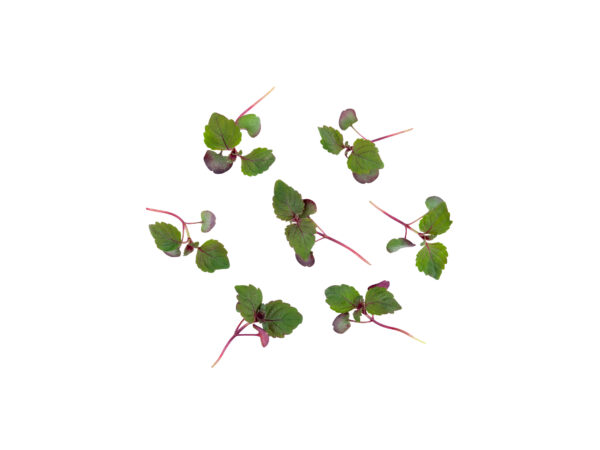 Cięte Mikro - Shiso Bi-color