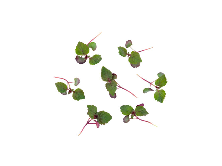 Cięte Mikro - Shiso Bi-color