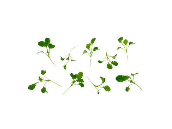 Cięte Mikro - Wasabi