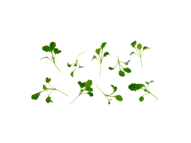 Cięte Mikro - Wasabi