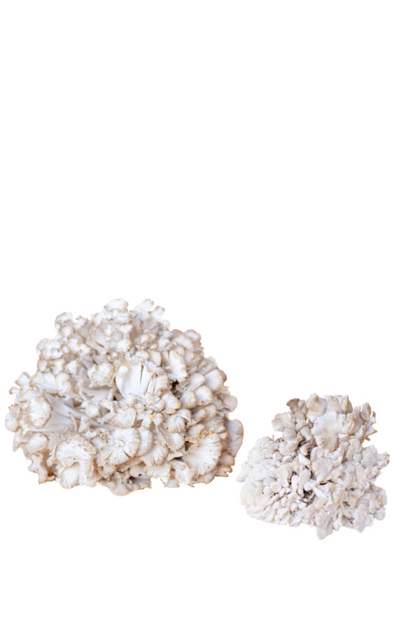 Prywatne: Grzyby – Maitake 0,5kg