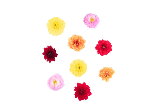 Prywatne: Kwiaty jadalne – Dalia