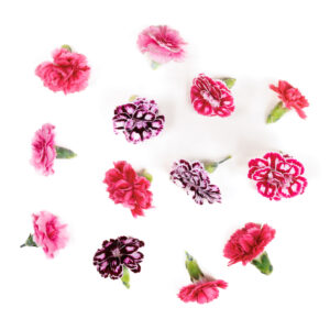 Prywatne: Kwiaty jadalne – Goździk duży