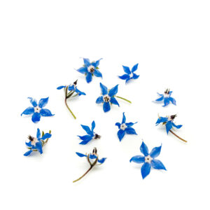 Prywatne: Kwiaty jadalne – Ogórecznik