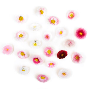 Prywatne: Kwiaty jadalne – Stokrotka