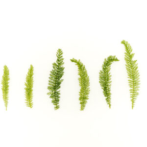 Prywatne: Liście – Krwawnik