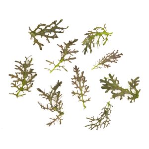 Prywatne: Liście – Musztardowiec