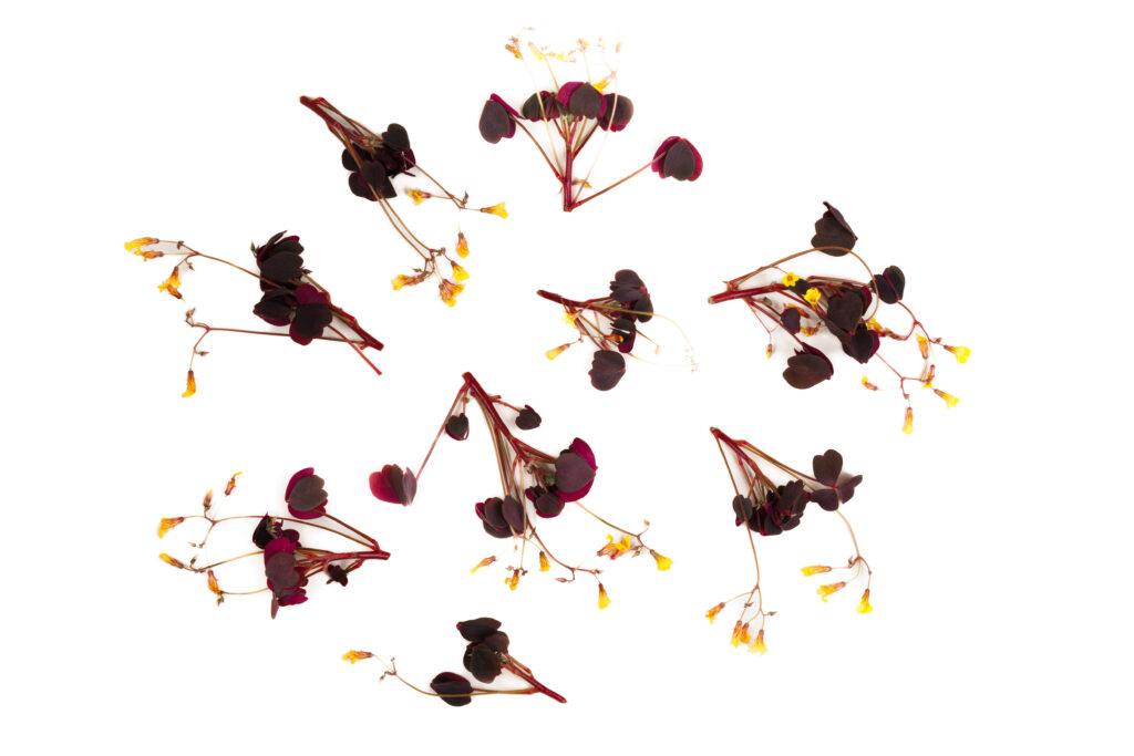 Liście – Szczawik zajęczy czerwony