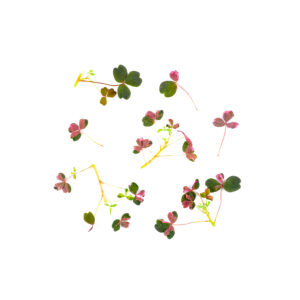 Prywatne: Liście – Szczawik zajęczy tri colour