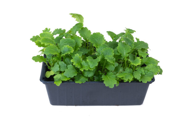 Prywatne: Mikro – Wasabi