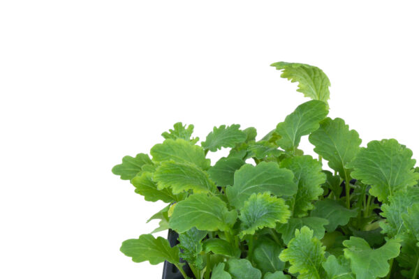 Prywatne: Mikro – Wasabi