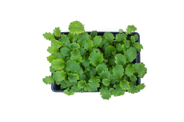 Prywatne: Mikro – Wasabi