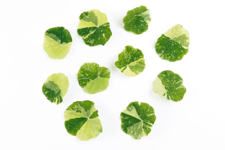 Liście Nasturcji oferowane przez sklep Siejemy.com