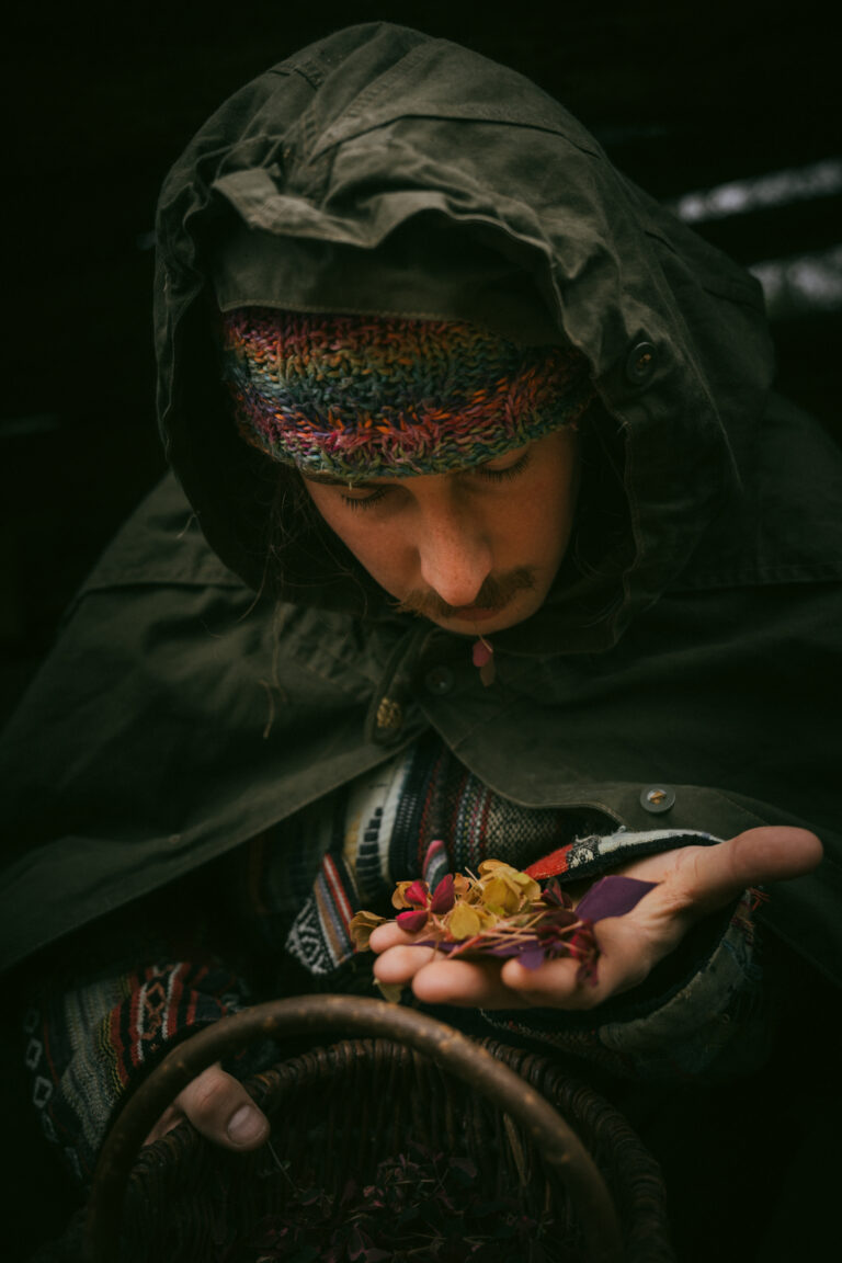 Szczawik zajęczy czerwony - świeże liście do restauracji i cukierni, Siejemy