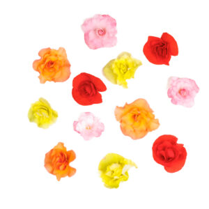 Kwiaty jadalne - Begonia