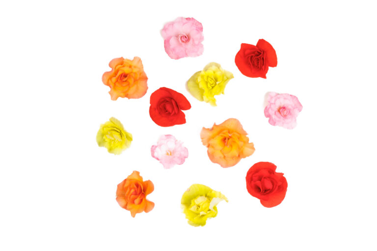Kwiaty jadalne - Begonia