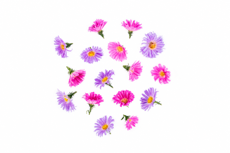Kwiaty jadalne - Aster